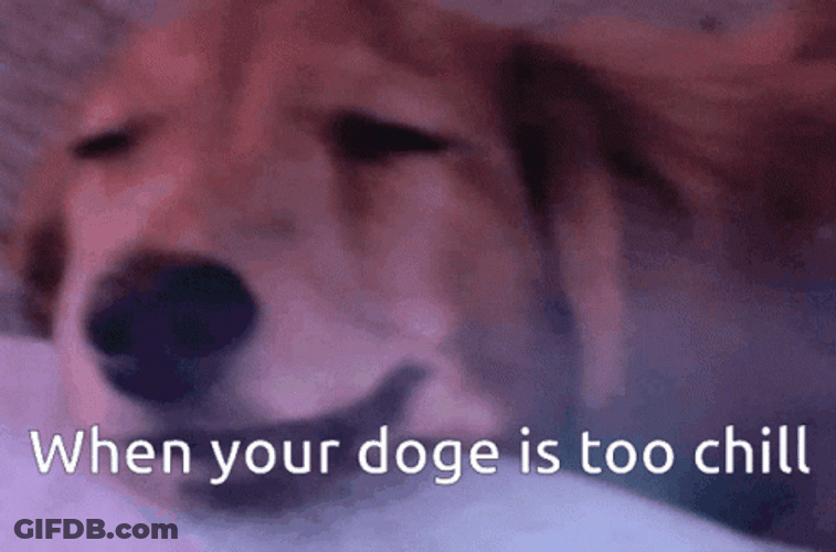Funny Dog Meme Chill GIF