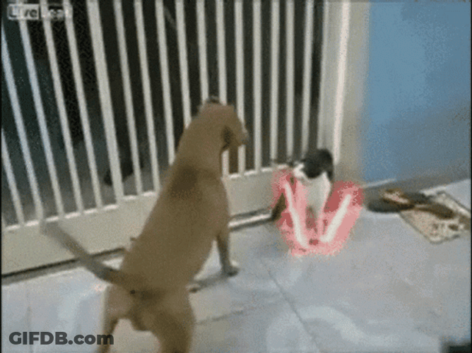 Funny Dog Meme Fights GIF