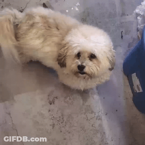 Funny Dog Meme Give It To Me GIF