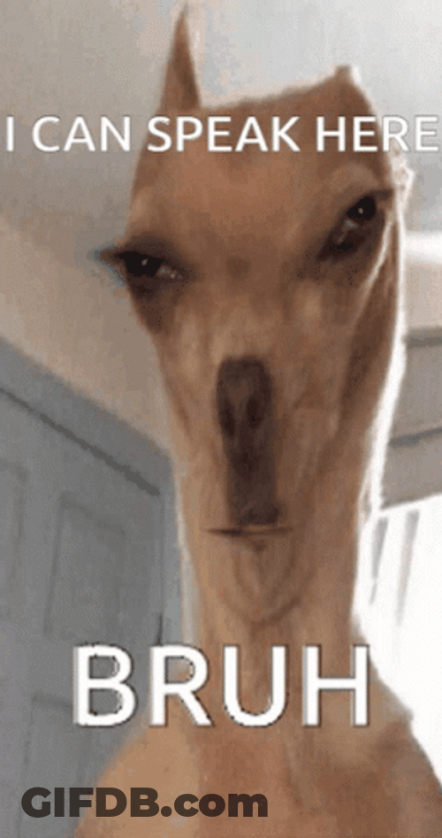 Funny Dog Meme Silent Mood GIF