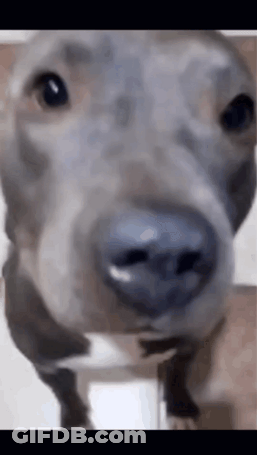 Funny Dog Meme Singing GIF