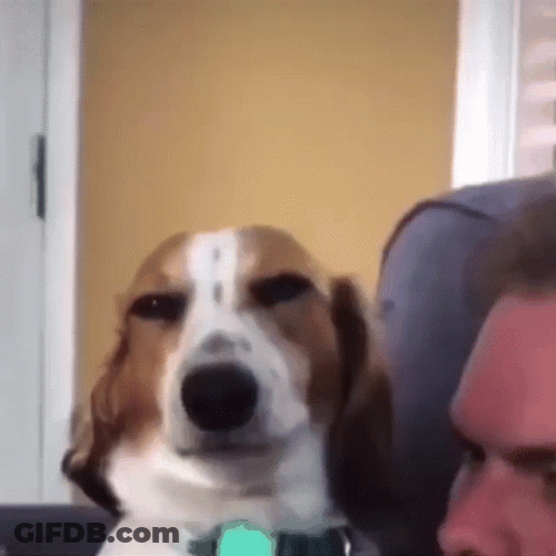 Funny Dog Meme Smirk GIF