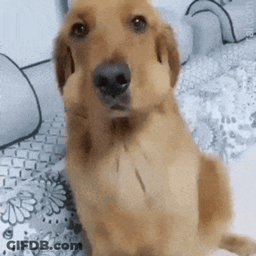 Funny Dog Not Guilty Hiding Balls GIF