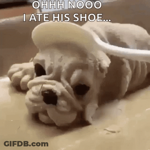 Funny Dog Oh No Cake GIF
