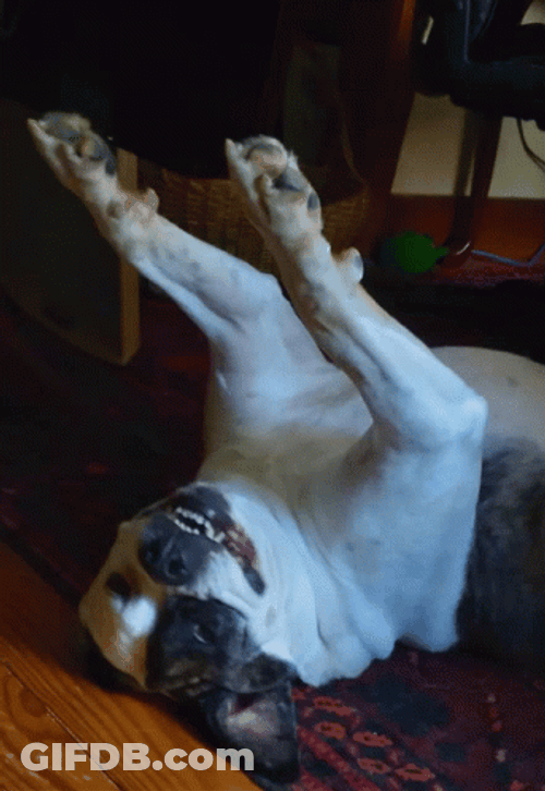 Funny Dog On Floor Dancing GIF