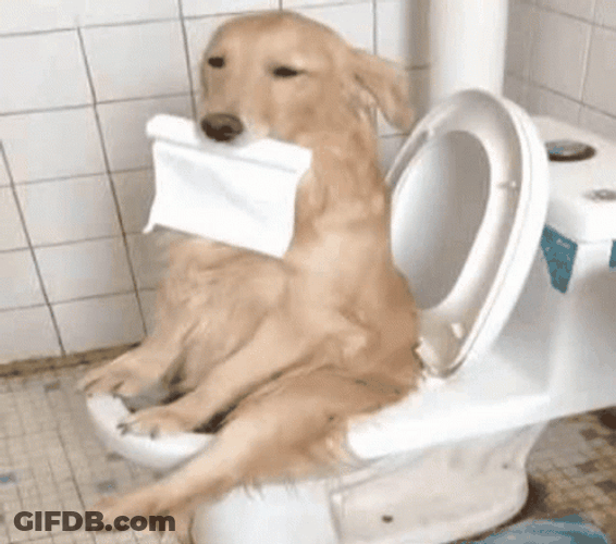 Funny Dog On Toilet GIF