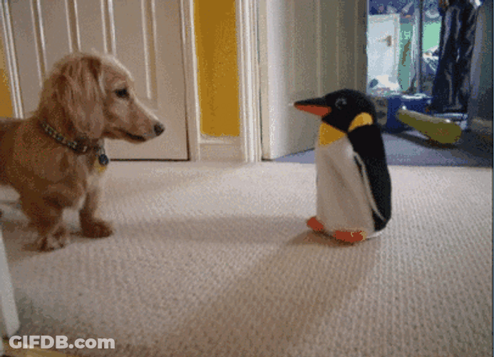 Funny Dog Penguin Toy GIF