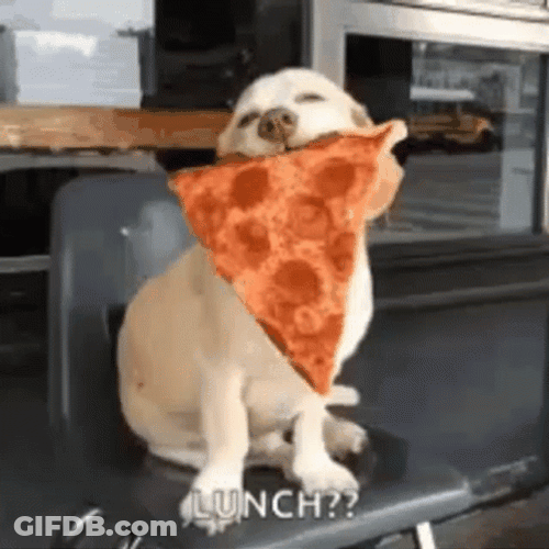Funny Dog Pizza Lunch Time GIF