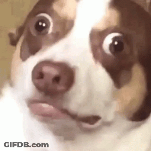 Funny Dog Reaction Crazy Eyes GIF