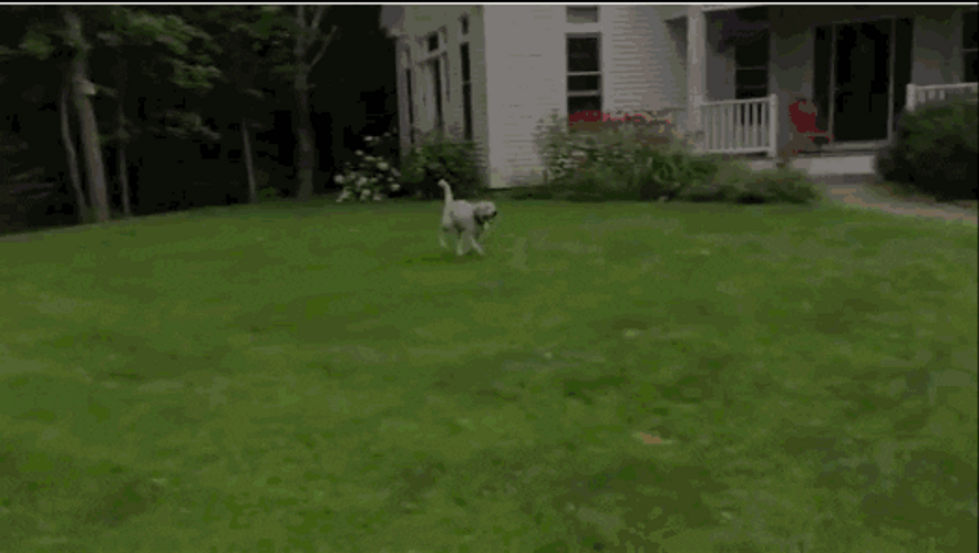 Funny Dog Run Fail GIF
