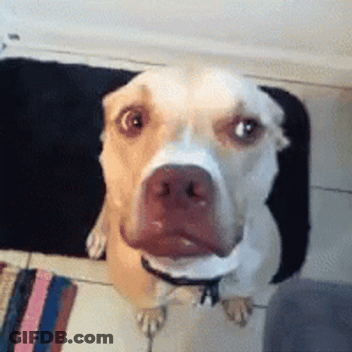 Funny Dog Shaking Head No GIF