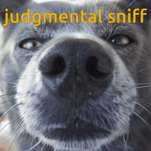 Funny Dog Sniffing Judgmental Sniff GIF