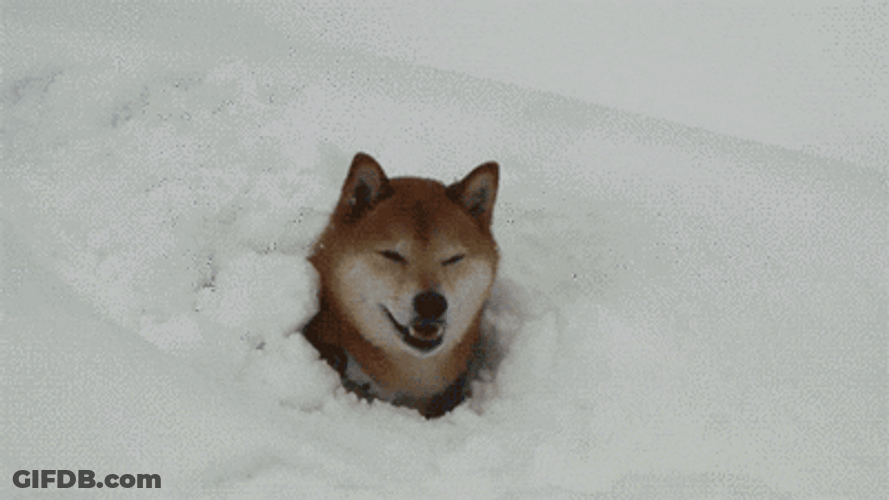 Funny Dog Snow Play GIF