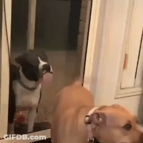 Funny Dog Tail Bite GIF