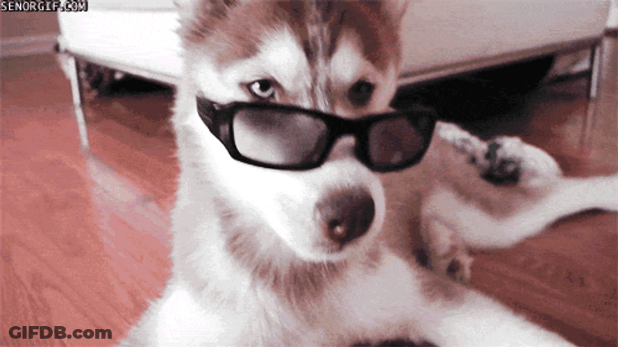 Funny Dog Tongue Sticking Out GIF