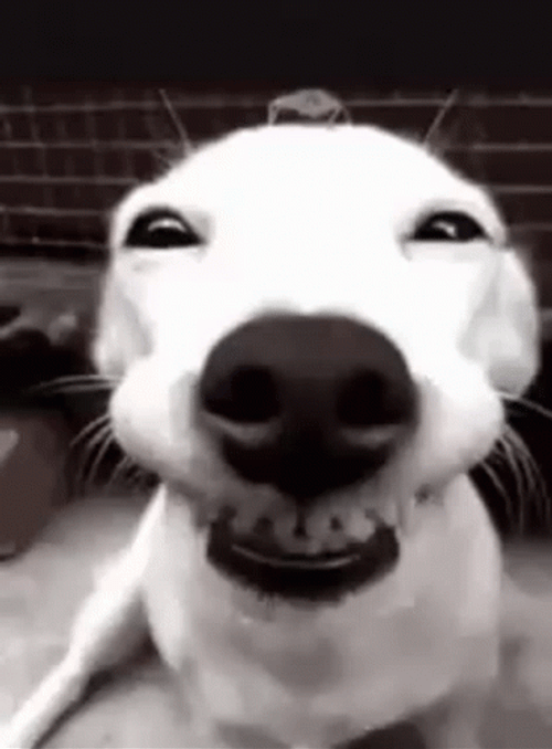 Funny Dog Wacky Smile GIF