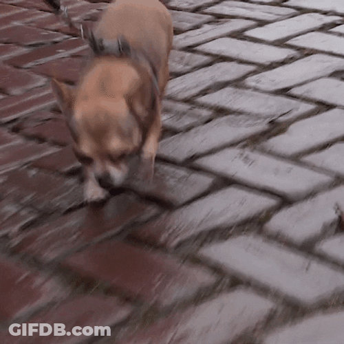 Funny Dog Walking GIF