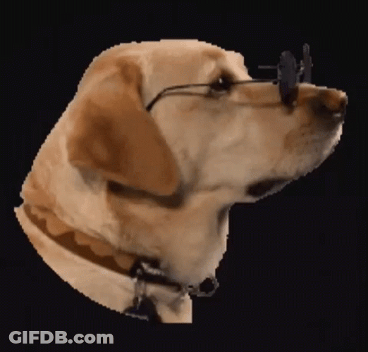 Funny Dog Wearing The Shade GIF
