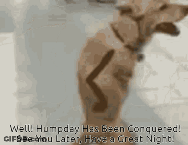 Funny Doge Pictures A+ GIF