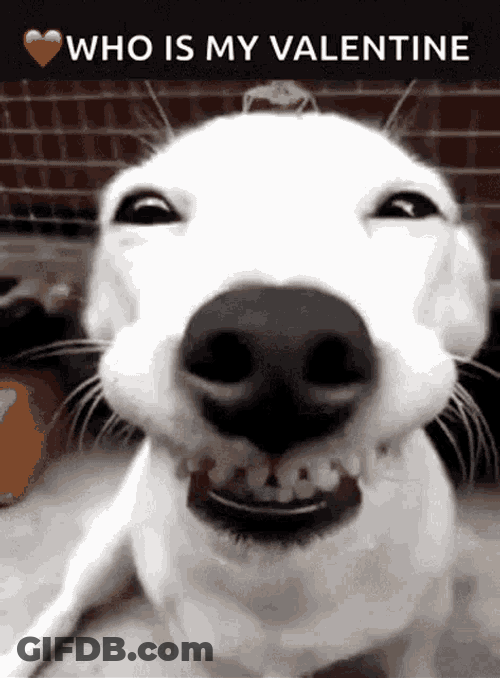 Funny Dogs Cute GIF