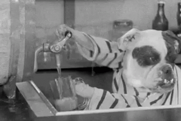 Funny Dogs Drinking Beer GIF