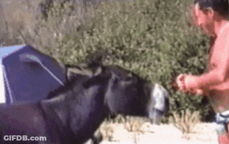 Funny Donkey Biting Human GIF