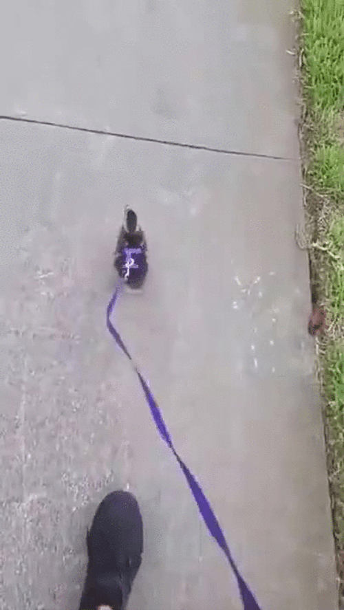 Funny Duck Fast Waddles GIF