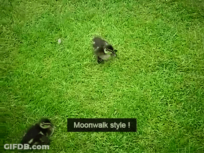 Funny Duck Moonwalk Style GIF
