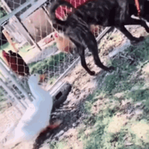 Funny Duck Pinch A Dog GIF