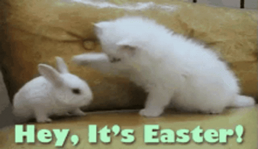 Funny Easter Cat Tapping Head GIF