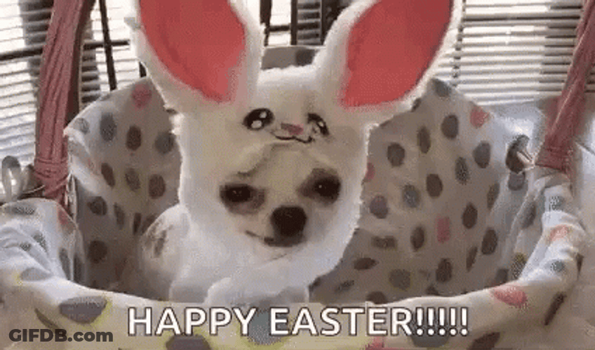 Funny Easter Dog Dressed As Rabbit GIF