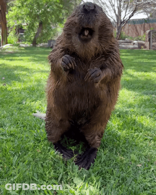 Funny Eating Beaver GIF