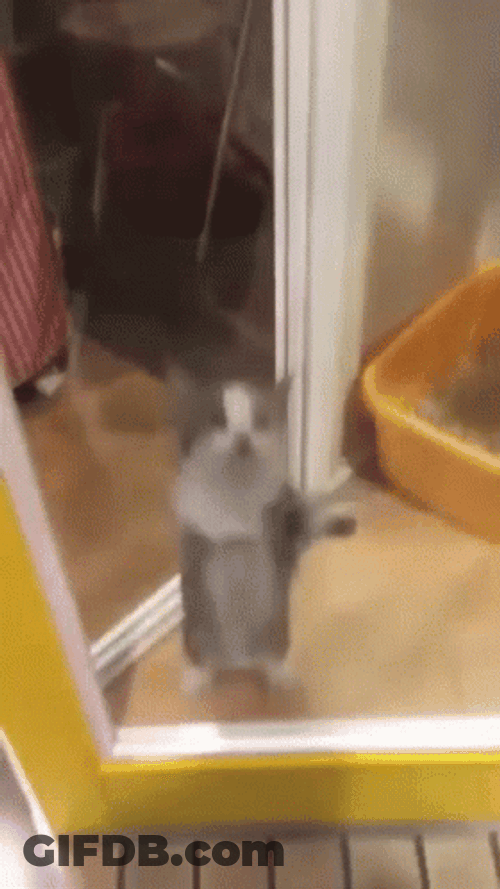 Funny Excited Cute Cat Jumping GIF