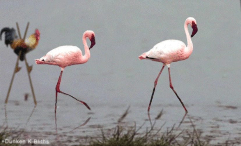 Funny Fake Swan Rooster Walking In Stilts GIF
