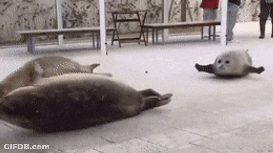 Funny Fat Bouncy Seal GIF