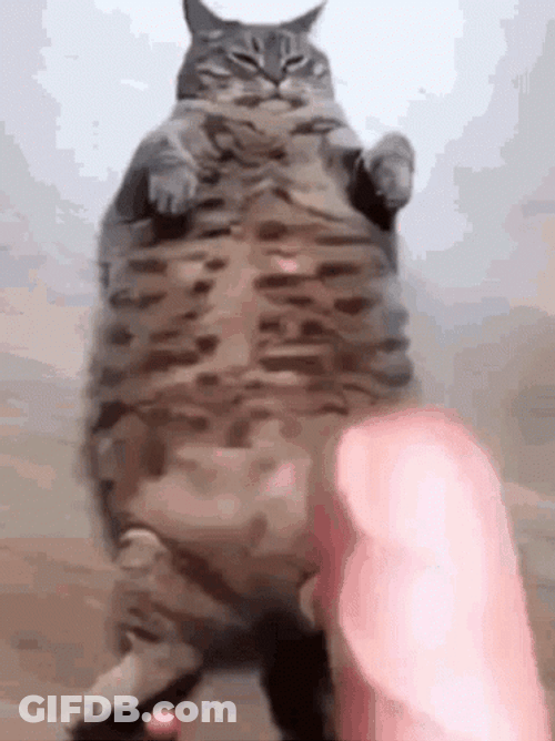 Funny Fat Cat Eating GIF