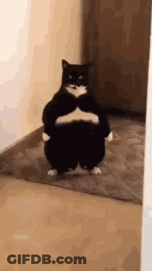 Funny Fat Cat Standing GIF