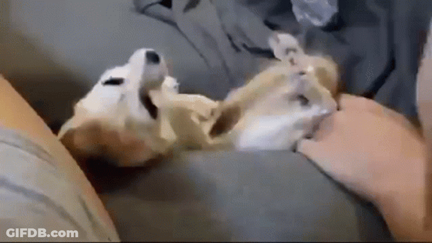 Funny Fennec Fox Falling GIF