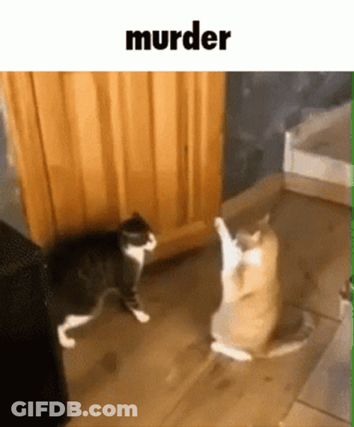 Funny Fight Cat Passing Out Murder GIF