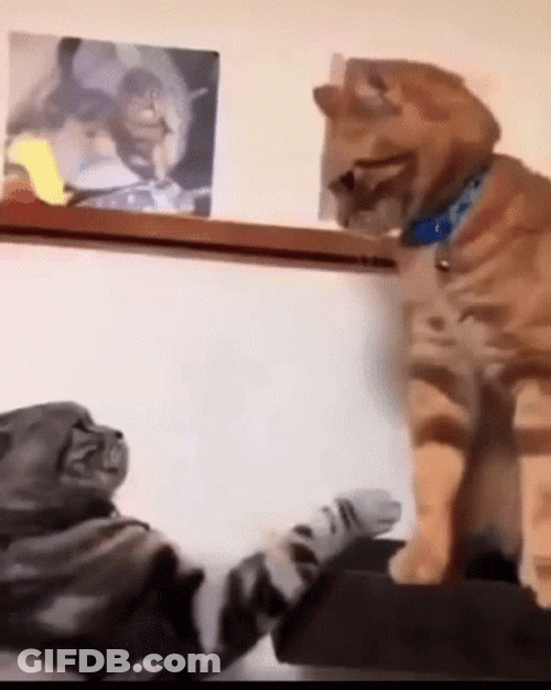 Funny Fight Cat Paw Boxing GIF