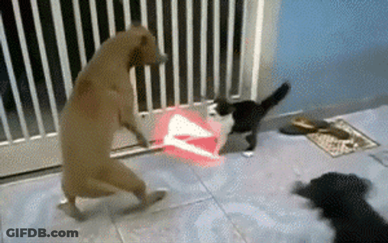 Funny Fight Cat Using Laser Sword Meme GIF