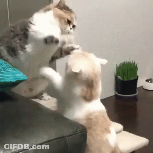 Funny Fight Cute Cats Boxing Match GIF