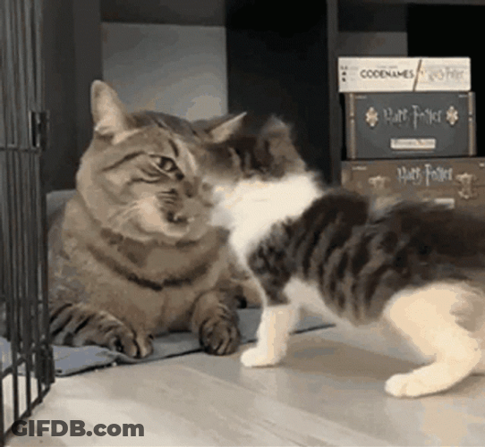 Funny Fight Mom And Kitten Attack GIF