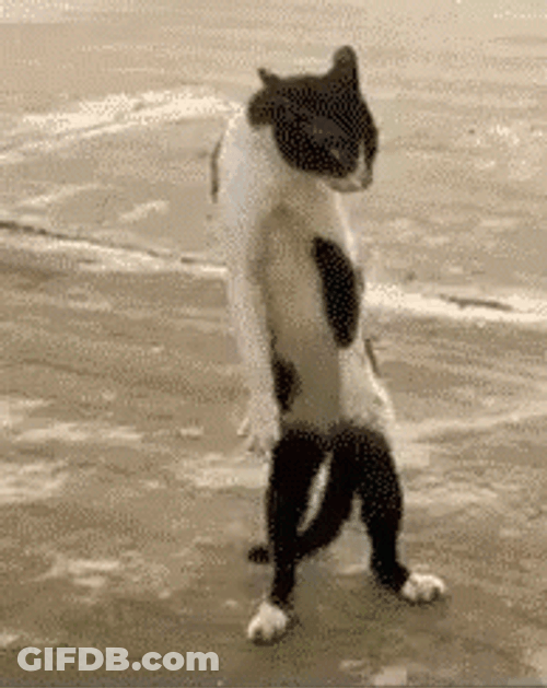 Funny Fight GIF