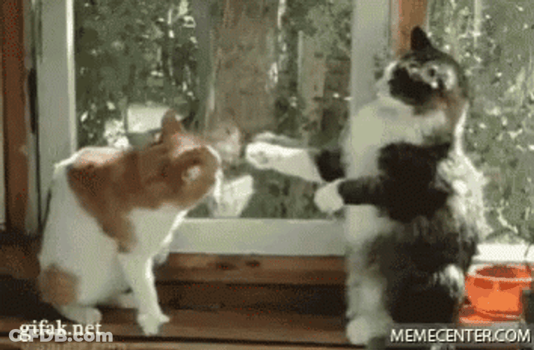 Funny Fight GIF