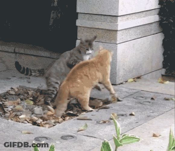 Funny Fighting Cats Backflip GIF