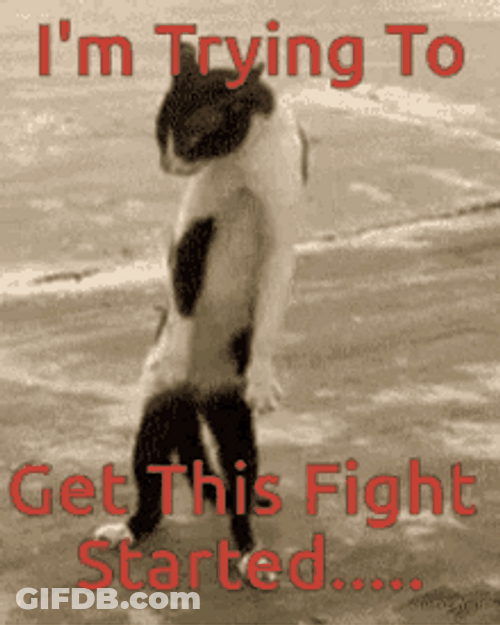 Funny Fighting Meme Cat GIF