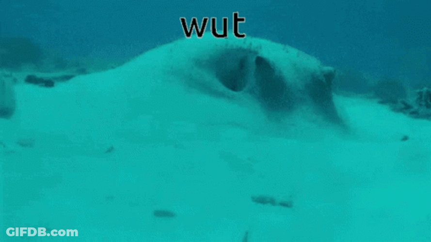 Funny Fish Under The Sea Wut GIF