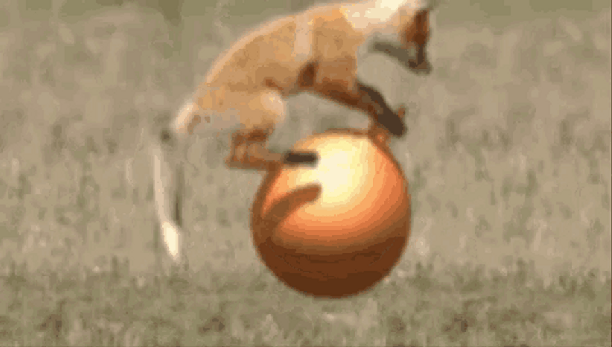 Funny Fox Bouncing Ball GIF