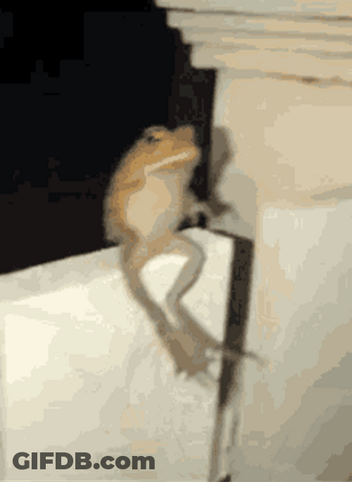 Funny Frog Doing A Flip GIF